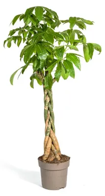 Zdjęcie produktu dla Pachira Aquatica - 160-180cm - Ø30cm - Roślina doniczkowa - Zimozielony