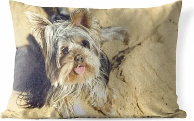 Produktbild von MuchoWow® Outdoor Kissen - Yorkshire Terrier am Strand - 60x40 cm - Wetterfest - Lounge Kissen - Zierkissen - Kissen für Innenräume