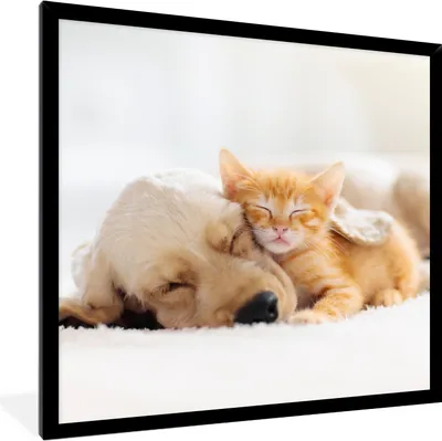 Produktbild von MuchoWow® Gerahmtes Poster Tiere - Hund - Kätzchen - Rot 40x40 cm - Poster mit Schwarzem Bilderrahmen Wandposter Rahmen Foto Bilder - Mit Rahmen - Wanddekoration Schlafzimmer