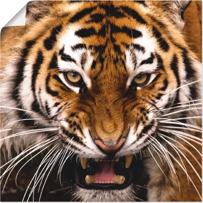 Produktbild von ARTland Poster Tiger Kopf Größe: 30x30 cm
