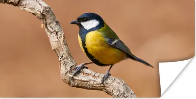 Produktbild von MuchoWow® Poster Vogel - Kohlmeise - Zweige 40x20 cm - Poster für die Wand - Poster Schlafzimmer