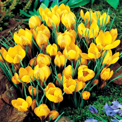 Immagine prodotto di Dorothy Crocus di primavera 10 pz. Bulbi di croco Bulbi di croco