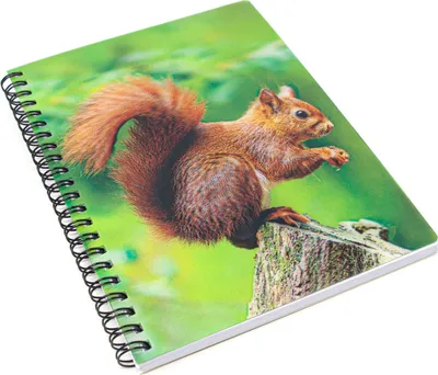 Produktbild von 3D Notizbuch - Eichhörnchen - groß