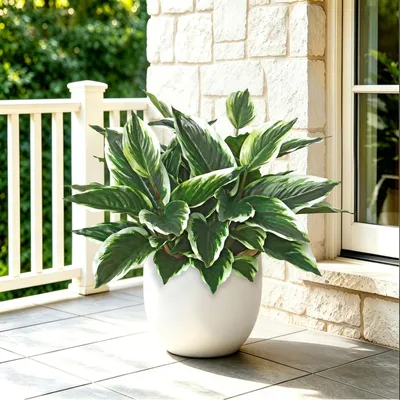 Immagine prodotto di Solidchoice - Pianta artificiale, altezza 40 cm - Set da 4 - Hostas realistiche per interni ed esterni