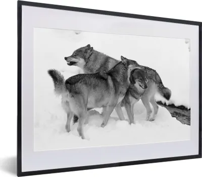 Produktbild von MuchoWow® MuchoWow® Gerahmtes Poster Europäische Wölfe - schwarz und weiß 40x30 cm - Poster mit zchwarzem Bilderrahmen - Bilderrahmen - Poster im Rahmen