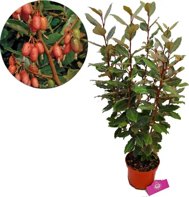 Obrázok produktu pre Elaeagnus 'Ebbingei' olivová vŕba/strieborník, 2 l kvetináč