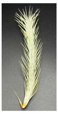 Produktbild von Tillandsien, Tillandsia funckiana, Bromeliengewächs