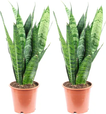 Produktbild von 2er-Set Sansevieria 'Black Coral' – Pflegeleichter Bogenhanf, ca. 30 cm hoch, Topf-Ø 12 cm