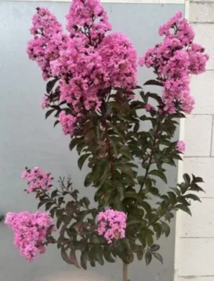 Produktbild von Hochstamm Chinesische Kräuselmyrte Rhapsody in Pink - Lagerstroemia indica - sehr bienenfreundlich