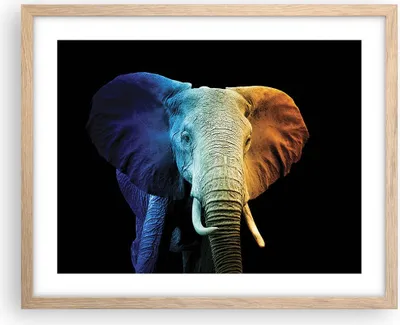 Produktbild von Gerahmtes Poster - Rahmen in heller Eiche - Bunt Elefant Fotografie - 50x40 cm - Wand Bild - Wanddeko - Wandbilder - Kunstposter - Wandposter - Bilderrahmen - Bilder - Kunstdruck - P2NAA50x40-4768
