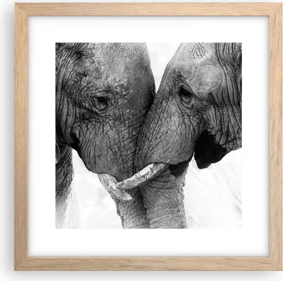 Produktbild von Gerahmtes Poster - Rahmen in heller Eiche - Elefanten Safari Bond - 30x30 cm - Wand Bild - Wanddeko - Wandbilder - Kunstposter - Wandposter - Bilderrahmen - Bilder - Kunstdruck - P2NAC30x30-4973