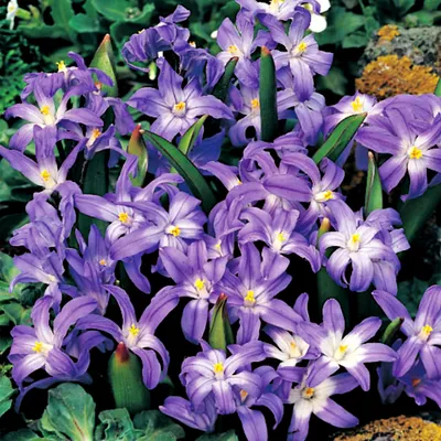 Zdjęcie produktu dla Chionodoxa Forbesi Blue Śnieżnik Niebieski 10 szt. Cebulki Cebule Kwiatów