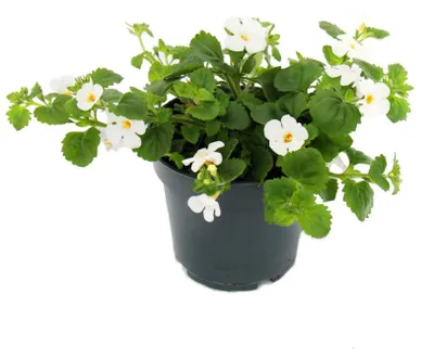 Produktbild von Schneeflockenblume - weiss - Sutera diffusa - 11cm - Set mit 3 Pflanzen