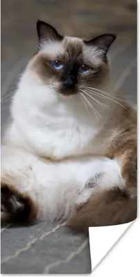 Produktbild von MuchoWow® Poster Katze - Fell - Braun 60x120 cm - Wandschmuck
