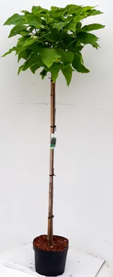 Produktbild von Kugel-Trompetenbaum, Gesamthöhe: 180-190 cm, Catalpa bignonioides 'Nana' , winterhart, kugelförmige Krone