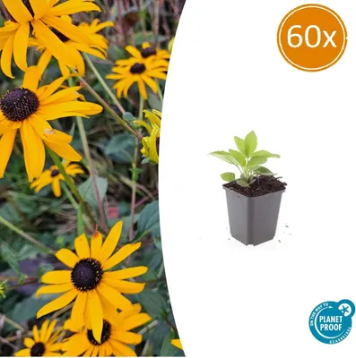 Produktbild von Zierstaude - Sonnenhut - Rudbeckia fulgida 'Goldsturm' - 9cm Topf - Set mit 60 Pflanzen