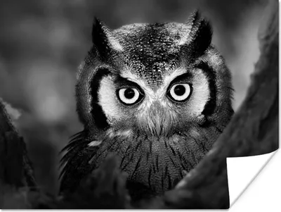Produktbild von MuchoWow® Poster Vogel - Eule - Porträt - Schwarz - Weiß 120x90 cm - Wandbild