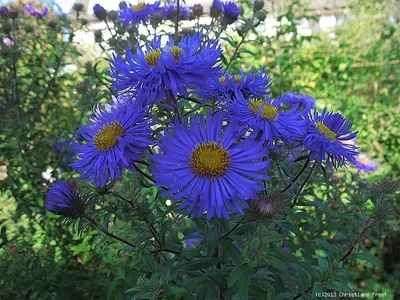 A cluster of vibrant blue aster flowers with yellow centers, set against a blurred green background of foliage.