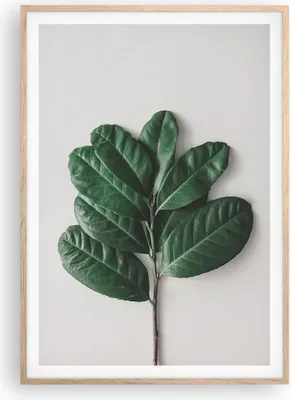 Produktbild von Gerahmtes Poster - Rahmen in heller Eiche - Blätter Pflanzen Botanik - 70x100 cm - Wand Bild - Wanddeko - Wandbilder - Kunstposter - Wandposter - Bilderrahmen - Bilder - Kunstdruck - P2NPA70x100-4956