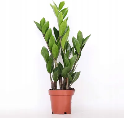Obrázek produktu pro Zamiokulkas zamiolistny roślina w doniczce 12 cm
