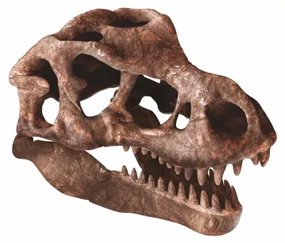 Produktbild von Ausgrabungs-Set T-Rex-Schädel Clementoni Galileo Discovery, Dinosaurier