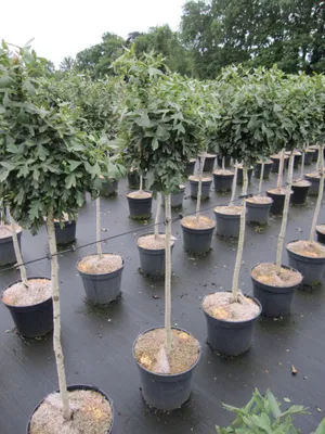Produktbild von Hochstamm Kugel-Weißdorn - Zwerg-Weißdorn - Crataegus monogyna Compacta - 60cm