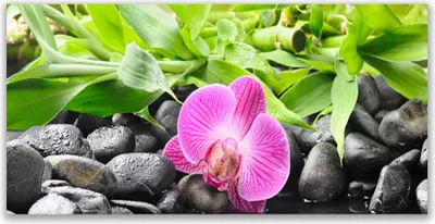 Produktbild von Glasbilder 140x70 Wandbild Druck auf Glas Blume Blätter Steine Kunst