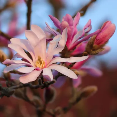 Immagine prodotto di Magnolia Leonard Messel 2L