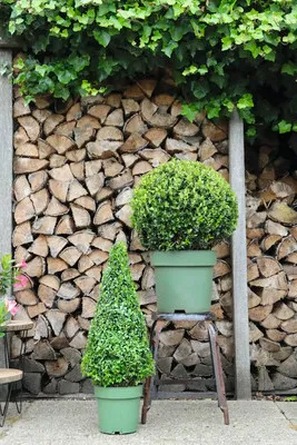 Obrázek produktu pro Cesmína vroubkovaná pyramida FloraSelf Ilex crenata 'Jenny' průměr cca 55 cm květináč 4 l