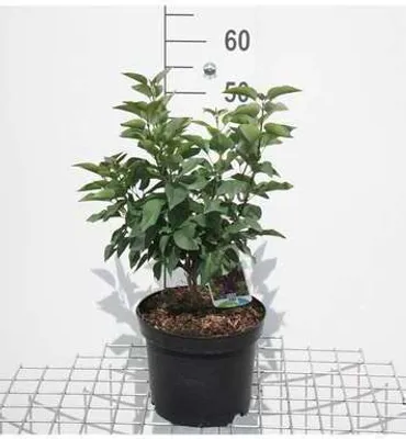 Immagine prodotto di Syringa vulg. 'Charles Joly' - Lillà 50- 60 cm - Contenitore