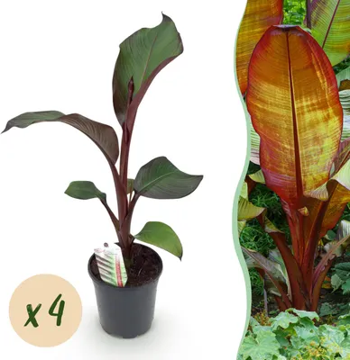 Image de GreenboutiQ - Plante fruitière - Plante de banane - Ensete ventricosum Maurelli - Rustique - 4 plantes - Pot 17cm Hauteur 40cm