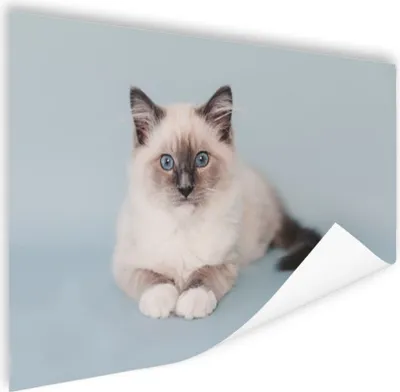 Produktbild von MuchoWow® Poster Katze - Ragdoll Katze - Blau - Mädchen - Kinder - Jungen - Kind 120x80 cm - Bilder