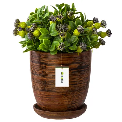 A potted plant with a tag hanging from it, set against a white background.