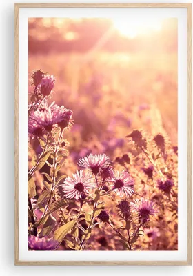 Produktbild von Gerahmtes Poster - Rahmen in heller Eiche - Wiese Blumen Sonne - 61x91,5 cm - Wand Bild - Wanddeko - Wandbilder - Kunstposter - Wandposter - Bilderrahmen - Bilder - Kunstdruck - P2NPA61x91-4819
