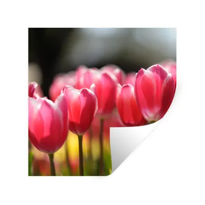 Produktbild von MuchoWow® Wandtattoo Wandsticker Wandaufkleber Rosa Tulpenblüten 100x100 cm Selbstklebend und Repositionierbar - Wierderverwendbar - Selbstklebend