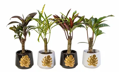 Produktbild von 4er Set Wunderstrauch im Übertopf Codiaeum variegatum