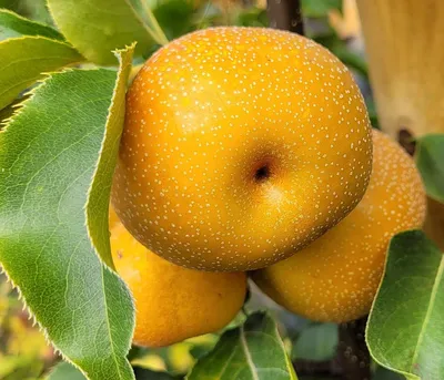 A close-up shot of several ripe Nashi pears hanging from a tree branch, surrounded by green leaves.