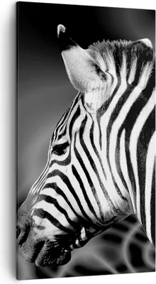 Produktbild von Bild auf Leinwand - Leinwandbild - Tier Zebra Streifen - 45x80cm - Wand Bild - Wanddeko - Wandbilder - Leinwanddruck - Bilder - Kunstdruck - Wanddekoration - Leinwand bilder - Wandkunst - PA45x80-0300