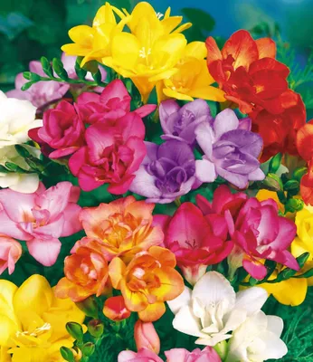 Produktbild von BALDUR Garten 25x Gefüllte Duft-Freesien, Zwiebeln mit Umfang 5-6 cm, enorme Leuchtkraft, Augenweide für Garten & Vase, himmlischer Duft der Blüten, ideale Schnittblume, mehrjährig, pflegeleicht