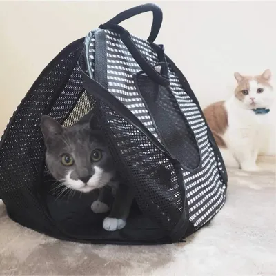 Produktbild von Leichtgewicht Kattendrager 045 kg - Ultralite und tragbarer Kattenstuhl
