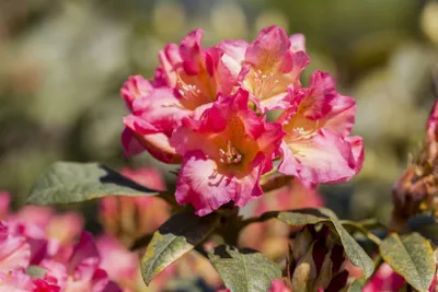 Produktbild von Rhododendron yakushimanum 'Barbarella', rosa Blüten, 25–30 cm