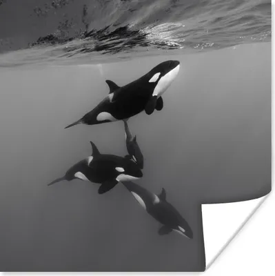 Produktbild von MuchoWow® Poster Orca - Wasser - Schwarz - Weiß 100x100 cm - Babyzimmer