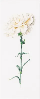 Produktbild von Zestaw do haftu krzyżykowego liczonego Thea Gouverneur "Goździk White Evenweave", 17x42cm