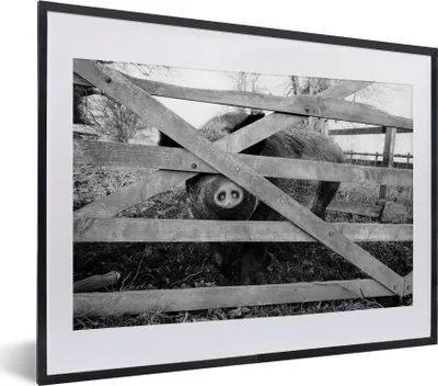 Produktbild von MuchoWow® MuchoWow® Gerahmtes Poster Schwein hinter einem Zaun - schwarz und weiß 40x30 cm - Poster mit zchwarzem Bilderrahmen - Bilderrahmen - Poster im Rahmen