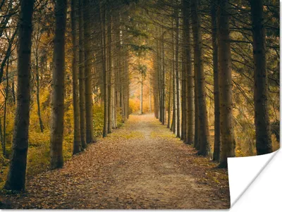 Produktbild von MuchoWow® Poster Pfad - Bäume - Wald 160x120 cm - Foto Plakat