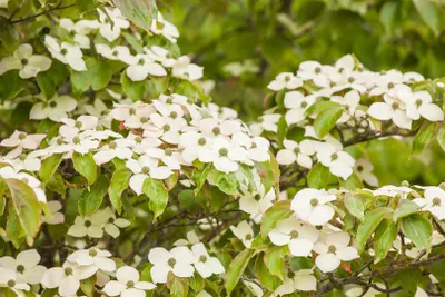 Produktbild von Cornus kousa, Japanischer Blumen-Hartriegel, 100–125 cm
