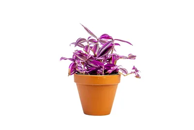 Obrázek produktu pro Gardners Tradescantia Pink Paradise, průměr 12 cm