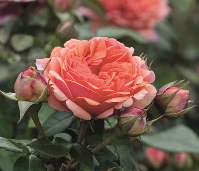 Produktbild von Dehner Rose Edelrose Chippendale®, Züchter Tantau, apricot-rosa-orange-farbene Blüten, gefüllt und duftend, 15-30 cm exkl. Pflanztopf, 6 l Topf, Topfware