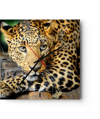 Produktbild von Wanduhr - Quadrat - Glasuhr - Tiere gefährlich wilde katze - 30x30cm - Schleichendes Uhrwerk - Lautlos - zum Aufhängen bereit - Dekoration Modern - Wanddekoration aus Glas - C3AC30x30-2702