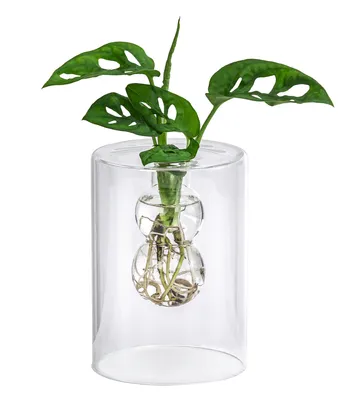 Produktbild von Dehner Waterplant Fensterblatt, Monstera adansonii, Wasserpflanze im Glas, Ø 10 cm, Höhe 30 cm, Zimmerpflanze